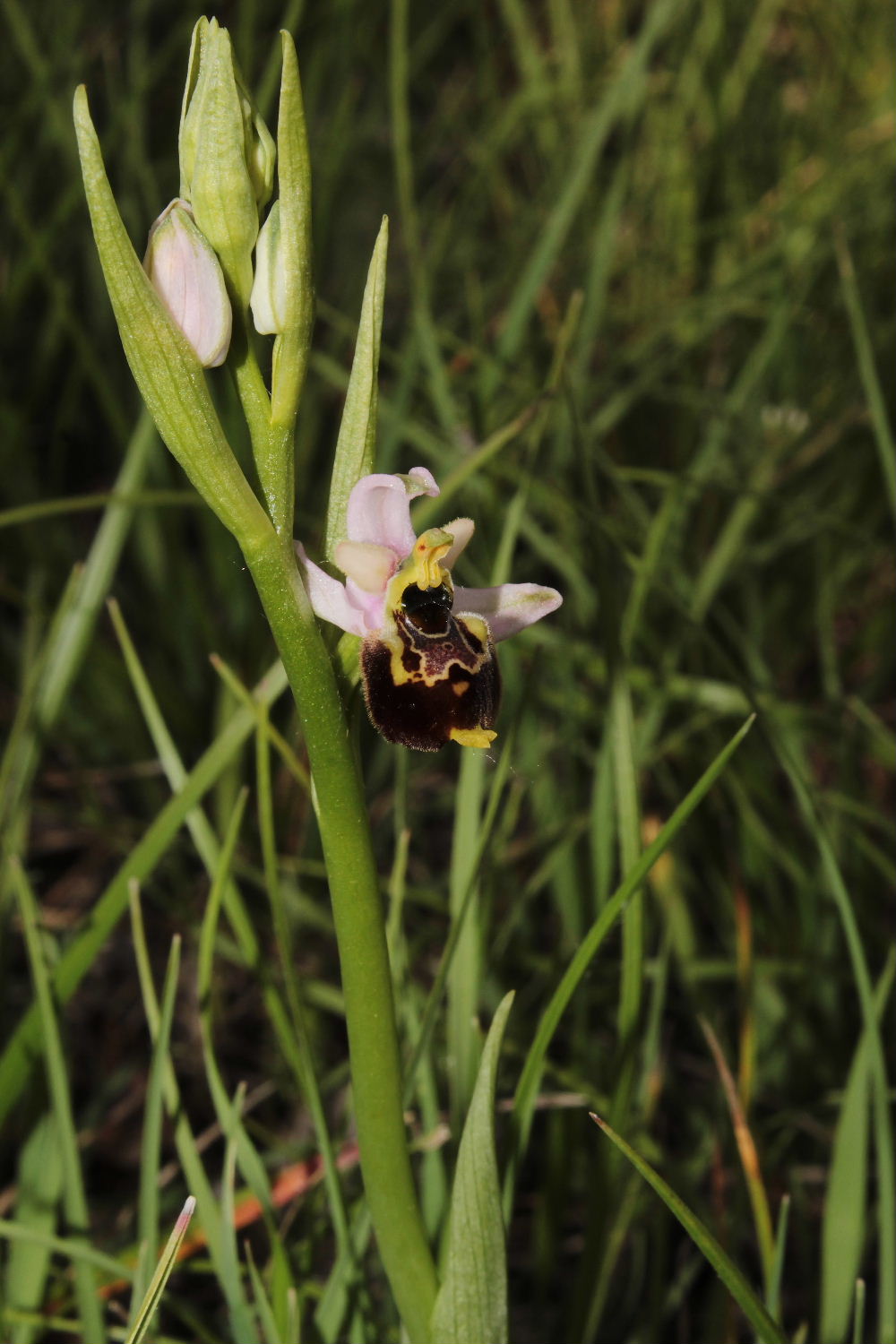 Orchidee Basso PiemonteEntroterra Liguria